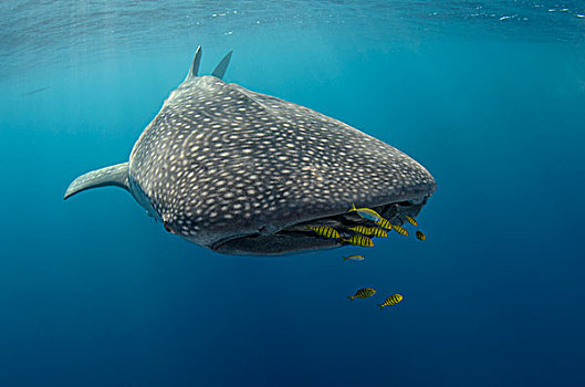 鲸鲨,金色,鲹,湾,西巴布亚,印度尼西亚