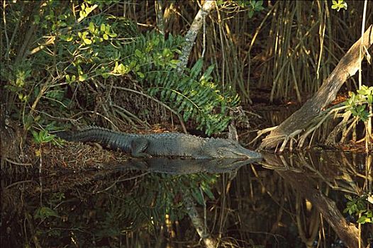 美国短吻鳄,湿地生境,沿岸,美国