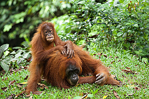 猩猩,年轻,雨,树林,苏门答腊岛,印度尼西亚,亚洲