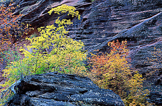 软,开灯,秋色,砂岩,悬崖,隐藏,峡谷,锡安国家公园,犹他