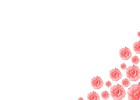 粉红玫瑰,花,边界