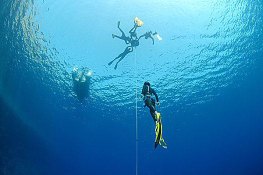 自由潜水,红海,埃及,非洲