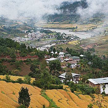 稻米梯田,房子,山谷,普那卡,地区,不丹