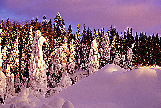 重,下雪,云杉,日落,曼尼托巴,加拿大
