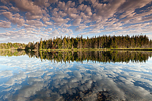 云,树,反射,湖,纽芬兰,拉布拉多犬,加拿大