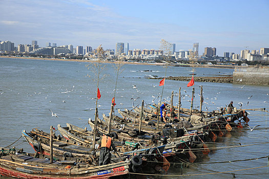 山东省日照市,渔船满载而归,数千海鸥翱翔渔港场面壮观