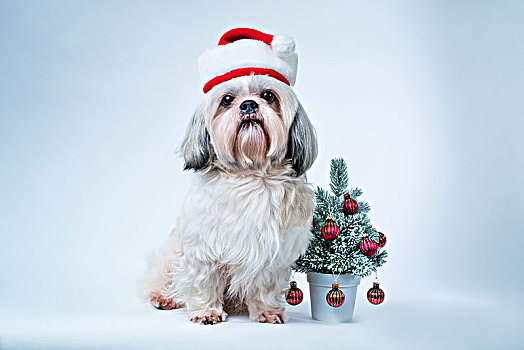 西施犬,狗,圣诞帽,小,新年,树,白色背景,蓝色背景