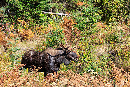 麋鹿,雄性动物,灌木丛,阿尔冈金省立公园,安大略省,加拿大,北美