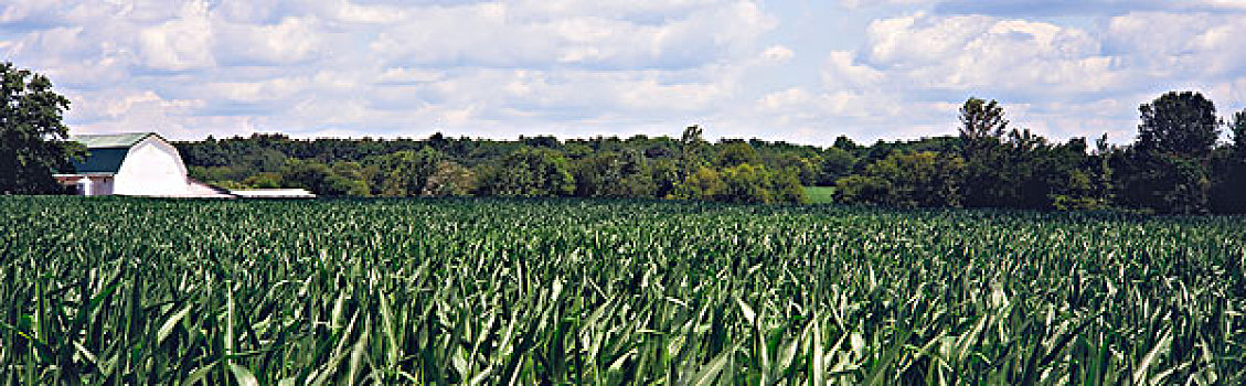 地点,玉米,晚春,靠近,俄亥俄,白色,谷仓,树,多云,天空,背景,美国