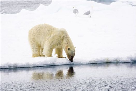 北极熊,浮冰
