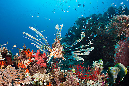 蓑鲉,珊瑚礁,翱翔蓑鲉,科莫多国家公园,印度尼西亚