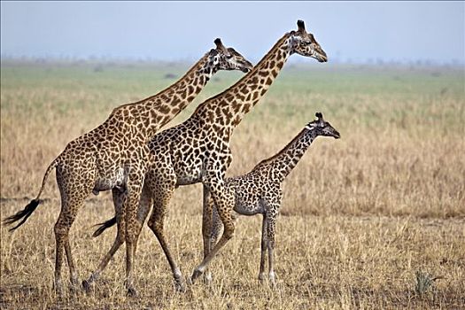 坦桑尼亚,国家公园,家族,马萨伊,长颈鹿,边缘,沼泽