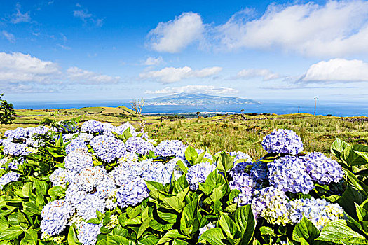 盛开,绣球花,花,正面,牧场,法亚尔,远景,皮库岛,亚速尔群岛,葡萄牙