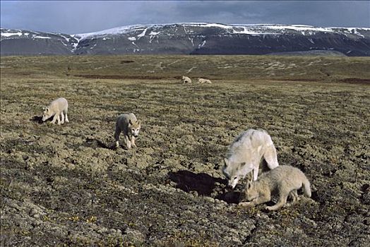 北极狼,狼,幼小,照看,幼仔,艾利斯摩尔岛,加拿大