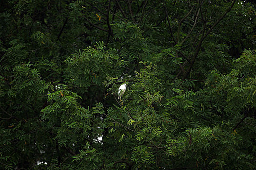 树上的白鹭