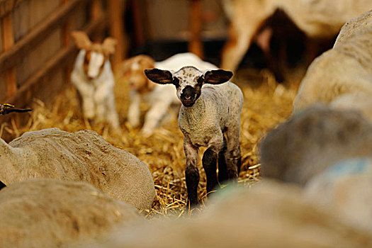 羊,盘羊白羊座,羊肉,稳定的,巴伐利亚,德国