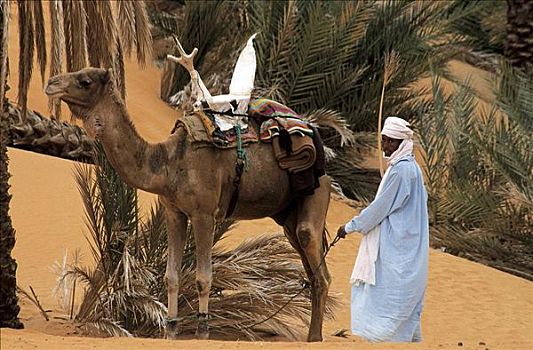 男人,骆驼,哺乳动物,绿洲,棕榈树,沙漠,柏柏尔人,撒哈拉沙漠,利比亚,非洲,动物