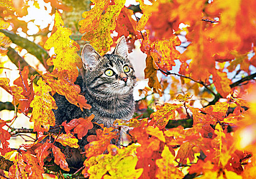 漂亮,小猫,坐,秋天,树