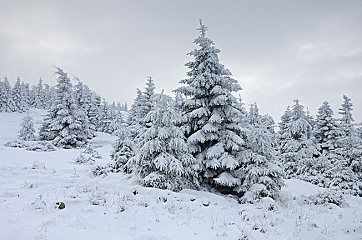 冬季风景,哈尔茨山,萨克森安哈尔特,德国,欧洲