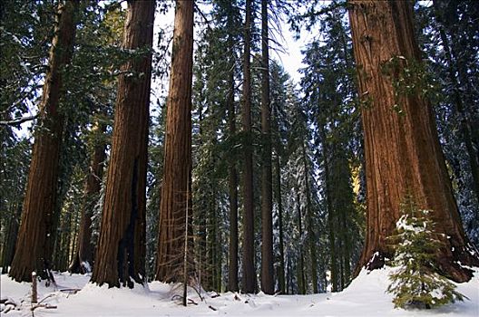 美国,加利福尼亚,优胜美地国家公园,初雪,秋天,巨杉,树,小树林