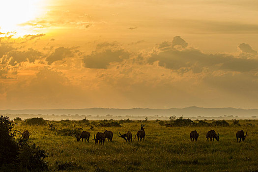 羚羊,乌干达
