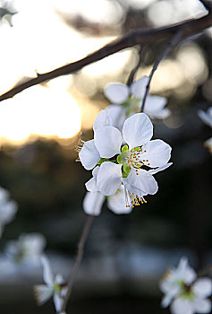 蓝调樱花