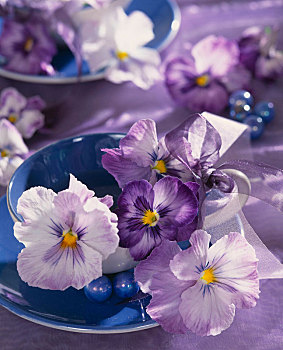 三色堇,花,蓝色,杯子