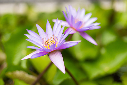 粉色,神圣,荷花,花,叶子