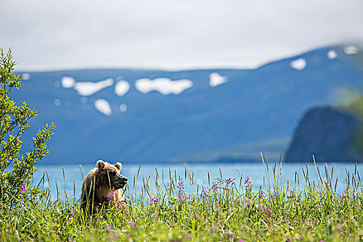 棕熊,堪察加半岛,俄罗斯,欧洲