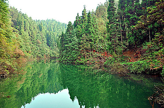 森林湖水