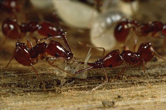 蚂蚁,一对,两个,不同,下颚,右边,左边,咀嚼,哥斯达黎加