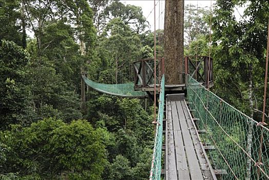 吊桥,丹浓谷保护区,婆罗洲,马来西亚