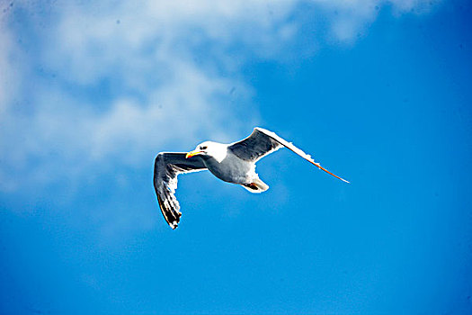 seagull,north,sea,北海,海鸥