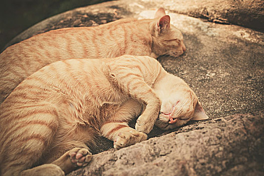 两个,猫,睡觉,石头,户外