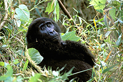 非洲,乌干达,国家公园,山地大猩猩,大猩猩