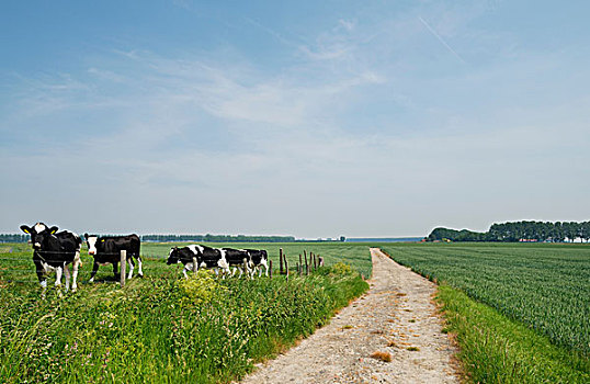 母牛,放牧,地点,荷兰,欧洲