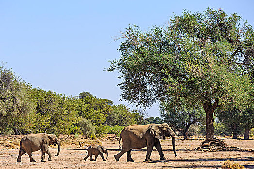 非洲,灌木,大象,非洲象,幼兽,河床,达马拉兰,区域,纳米比亚