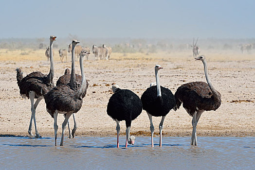 普通,鸵鸟,鸵鸟属,骆驼,雄性,雌性,喝,水坑,埃托沙国家公园,纳米比亚,非洲