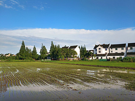 水乡稻田,田园风光,夏日乡村