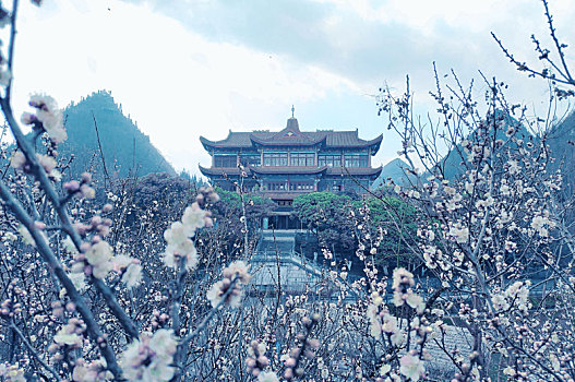 梅花季贵州醇景区