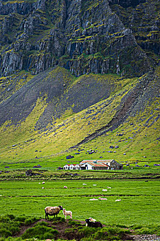 山坡,风景,靠近,冰岛