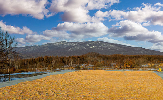 东北农村玉米丰收场景