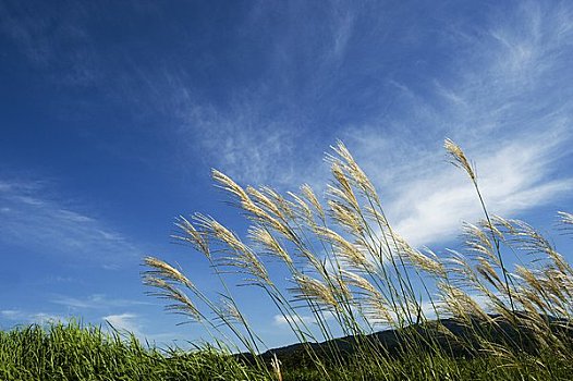 日本,银,草,蓝天