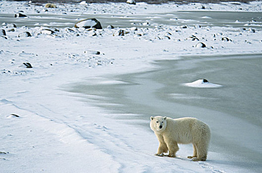 极地,熊,成年,站立,边缘,冰,曼尼托巴,加拿大