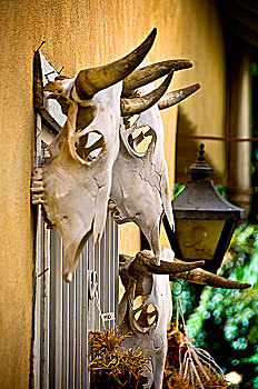 母牛,头骨,墙壁,阿布奎基,新墨西哥,美国