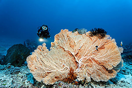 潜水,巨大,海扇,大堡礁,昆士兰,太平洋,澳大利亚,大洋洲