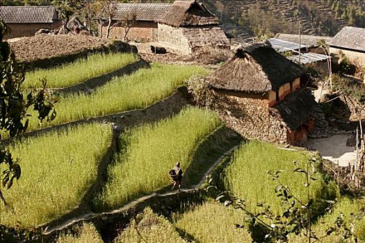 遥远,山村,靠近,纳加阔特,尼泊尔,亚洲