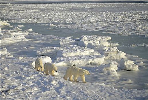 北极熊,三个,冰原,丘吉尔市,曼尼托巴,加拿大