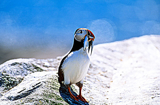 大西洋角嘴海雀,北极,鸟嘴,加拿大