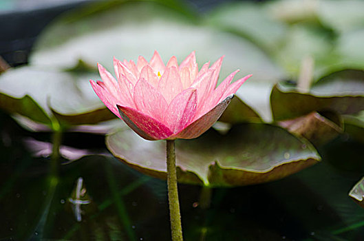 花开盛夏